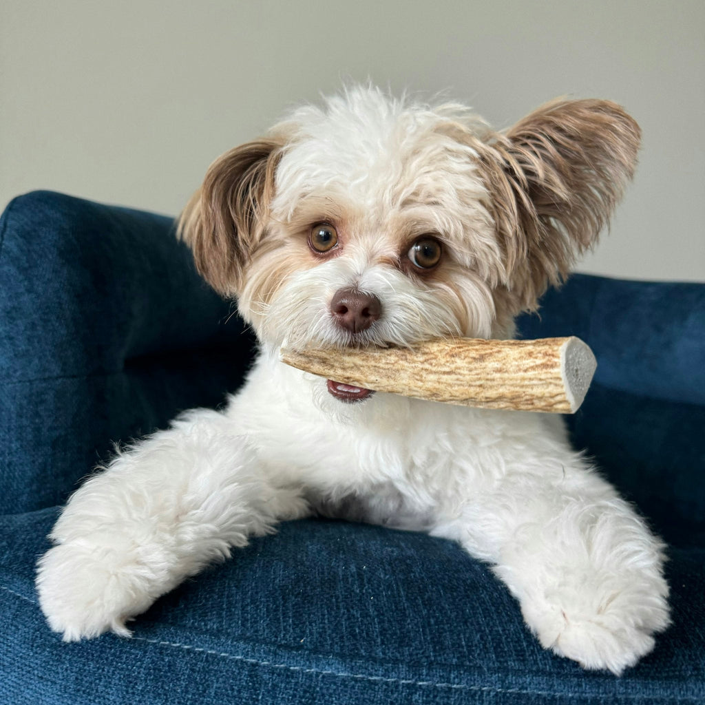 Elk Antler Dog Chews | All-Natural Whole and Split Elk Antler Chews for Dogs - Elite Pet Collective