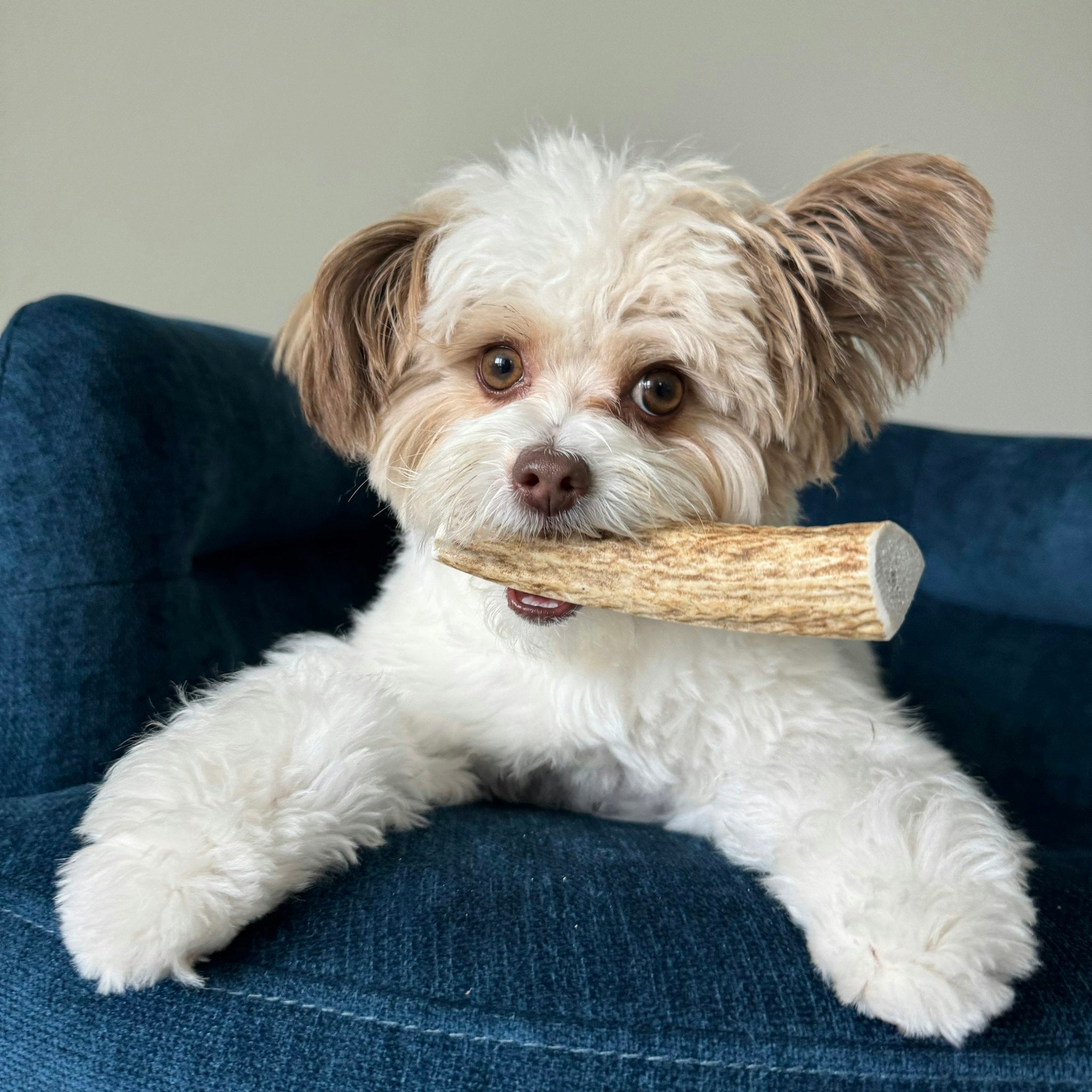 Elk Antler Dog Chews | All-Natural Whole and Split Elk Antler Chews for Dogs - Elite Pet Collective