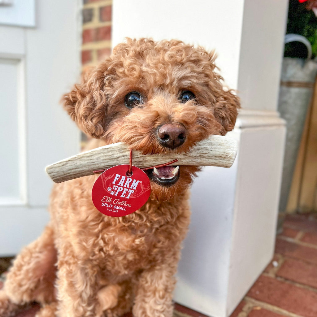 Elk Antler Dog Chews | All-Natural Whole and Split Elk Antler Chews for Dogs - Elite Pet Collective
