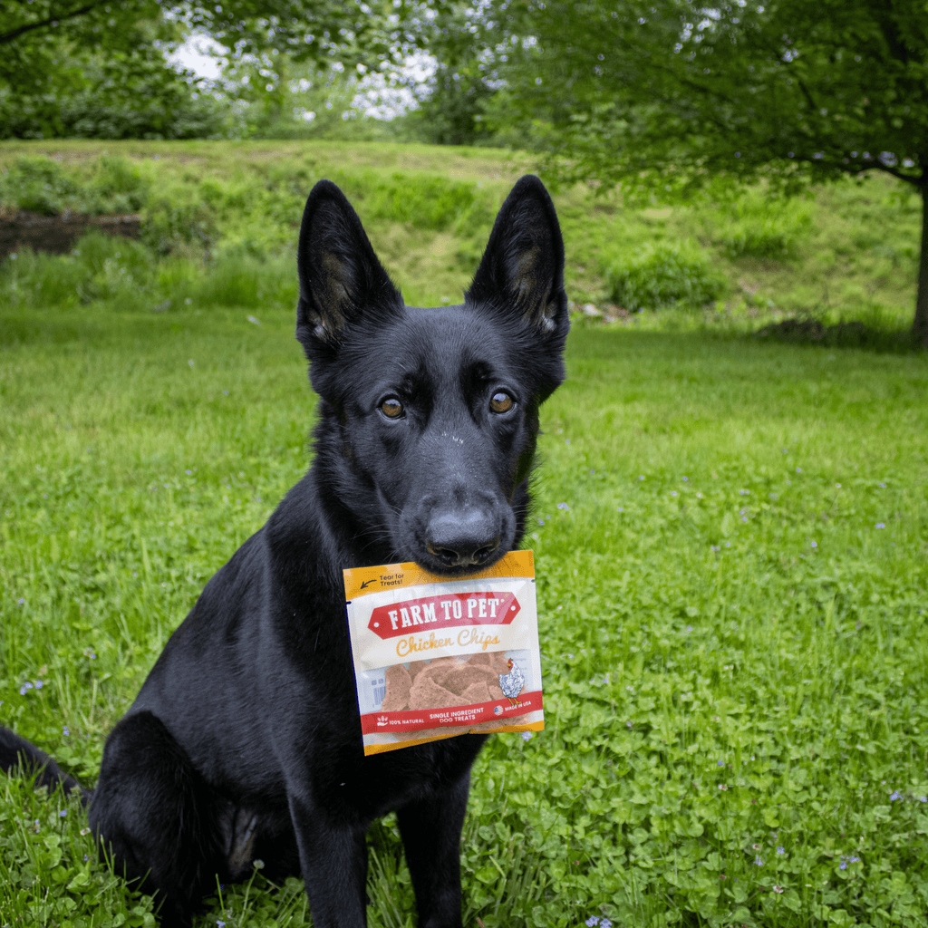 Chicken Chips Snack Pack Bundles | Dog Party Favors & Training Treats - Elite Pet Collective