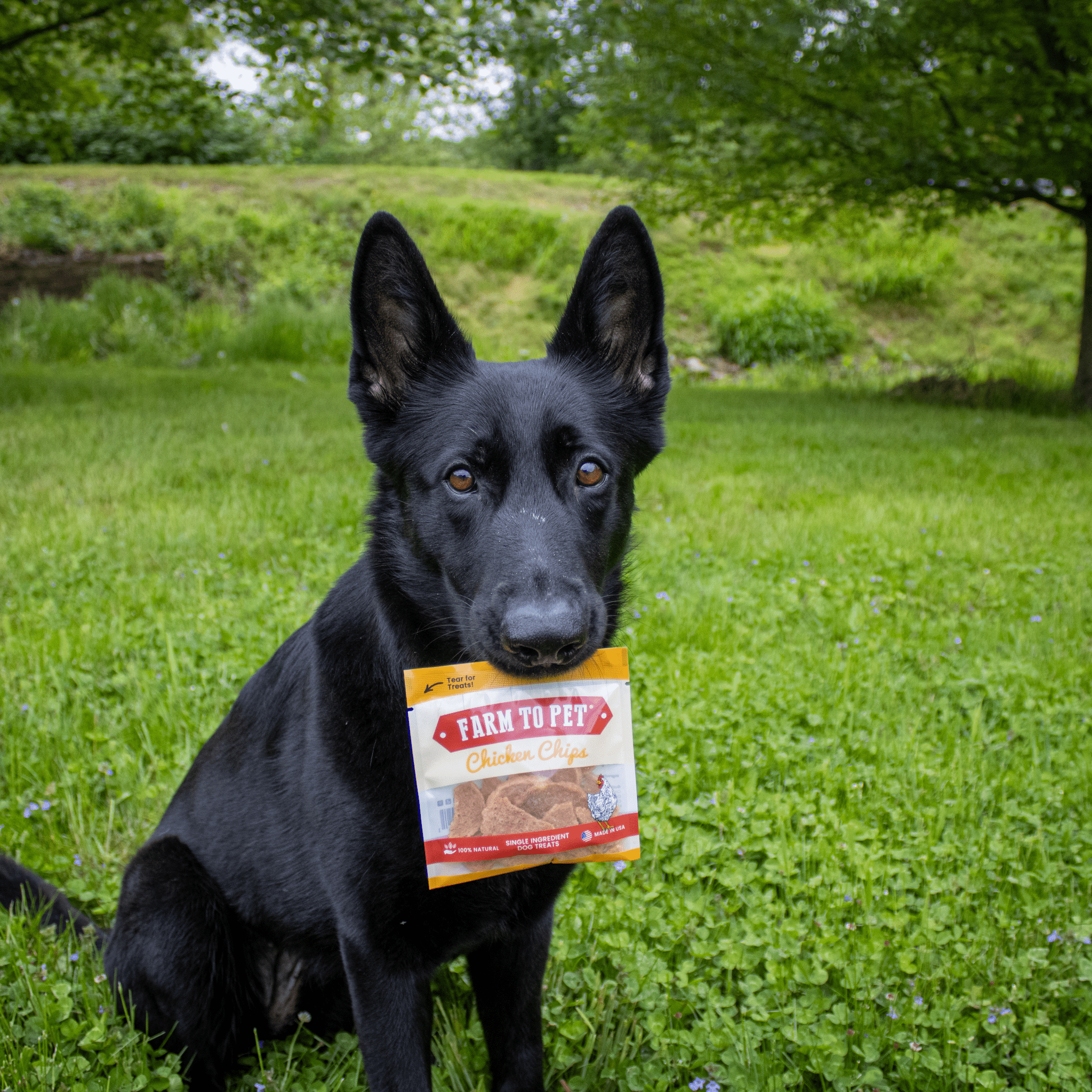 Chicken Chips Snack Pack Bundles | Dog Party Favors & Training Treats - Elite Pet Collective