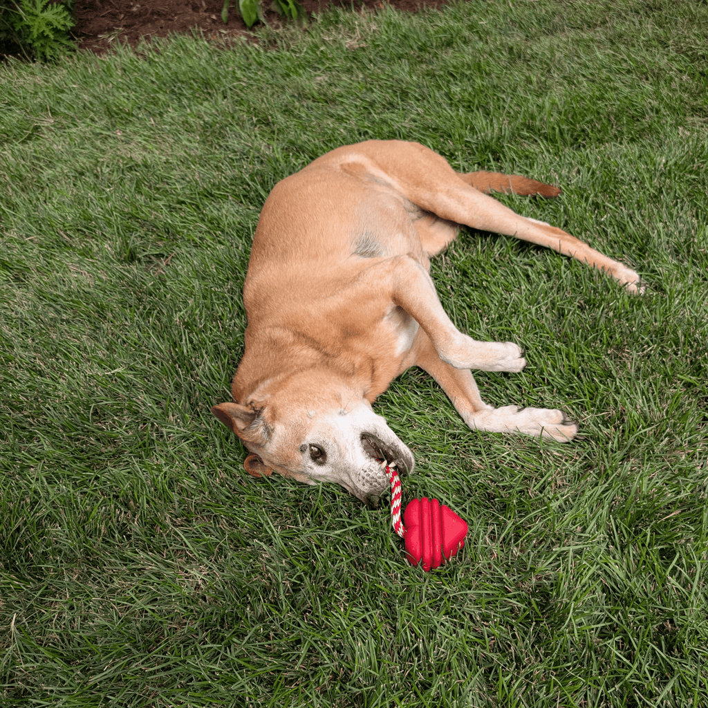 Chew Toys - Elite Pet Collective
