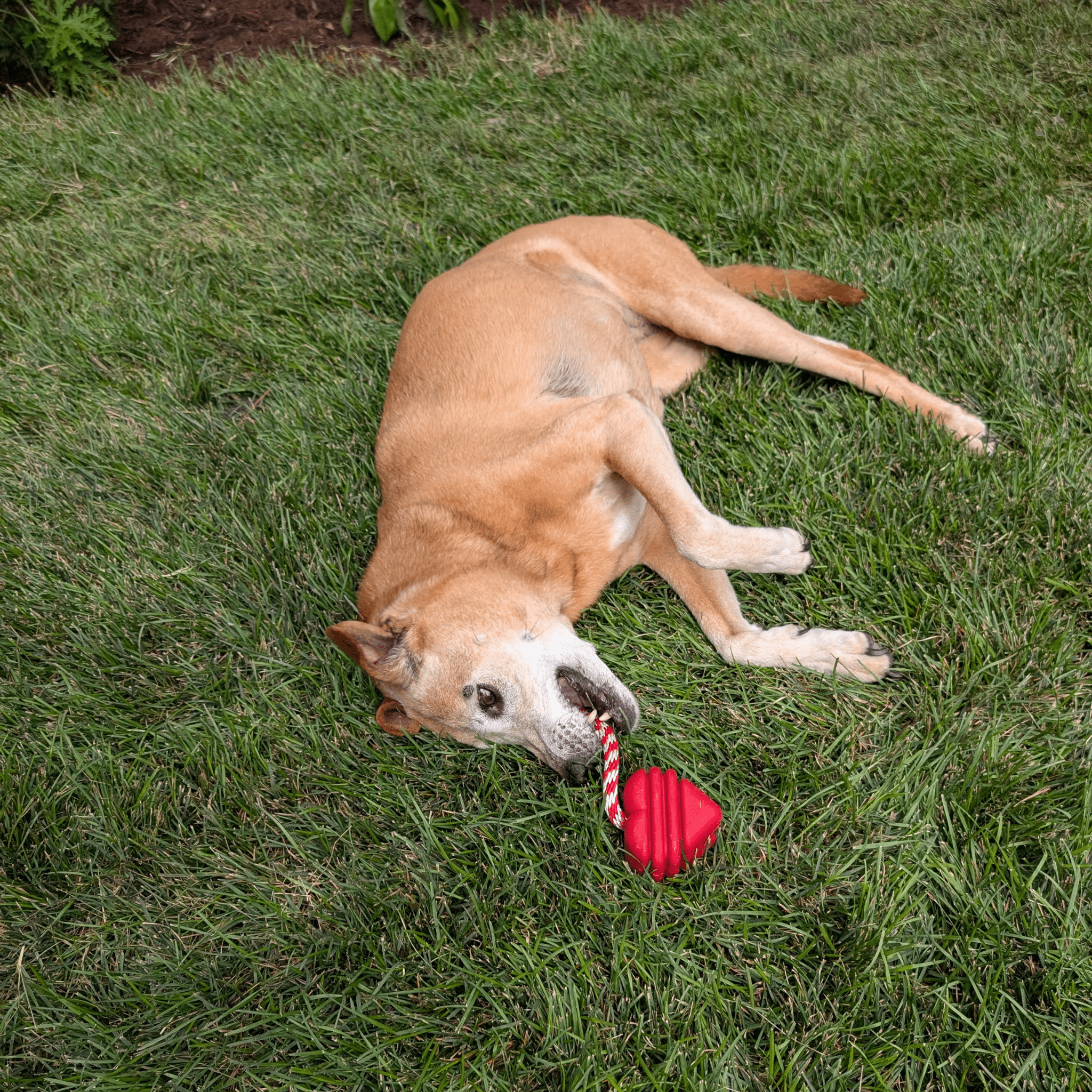 Chew Toys - Elite Pet Collective