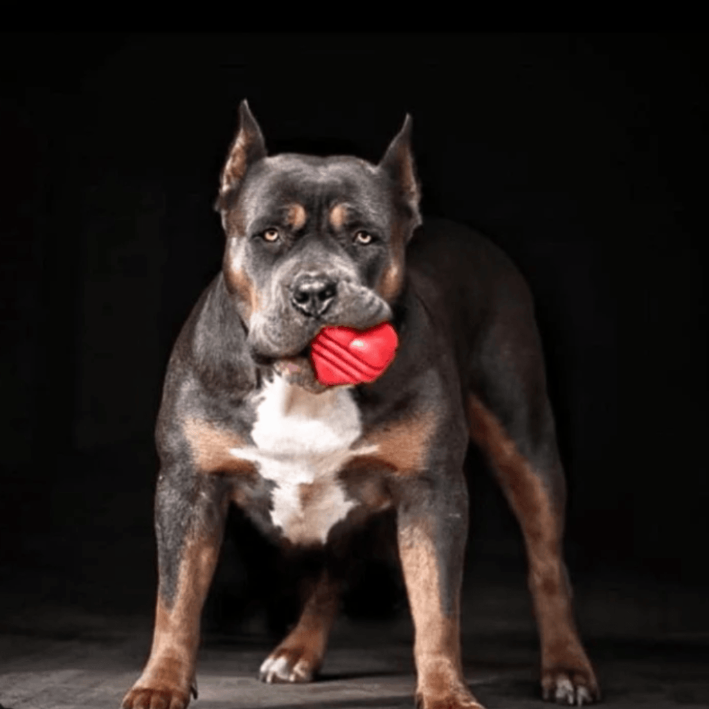 Chew Toys - Elite Pet Collective