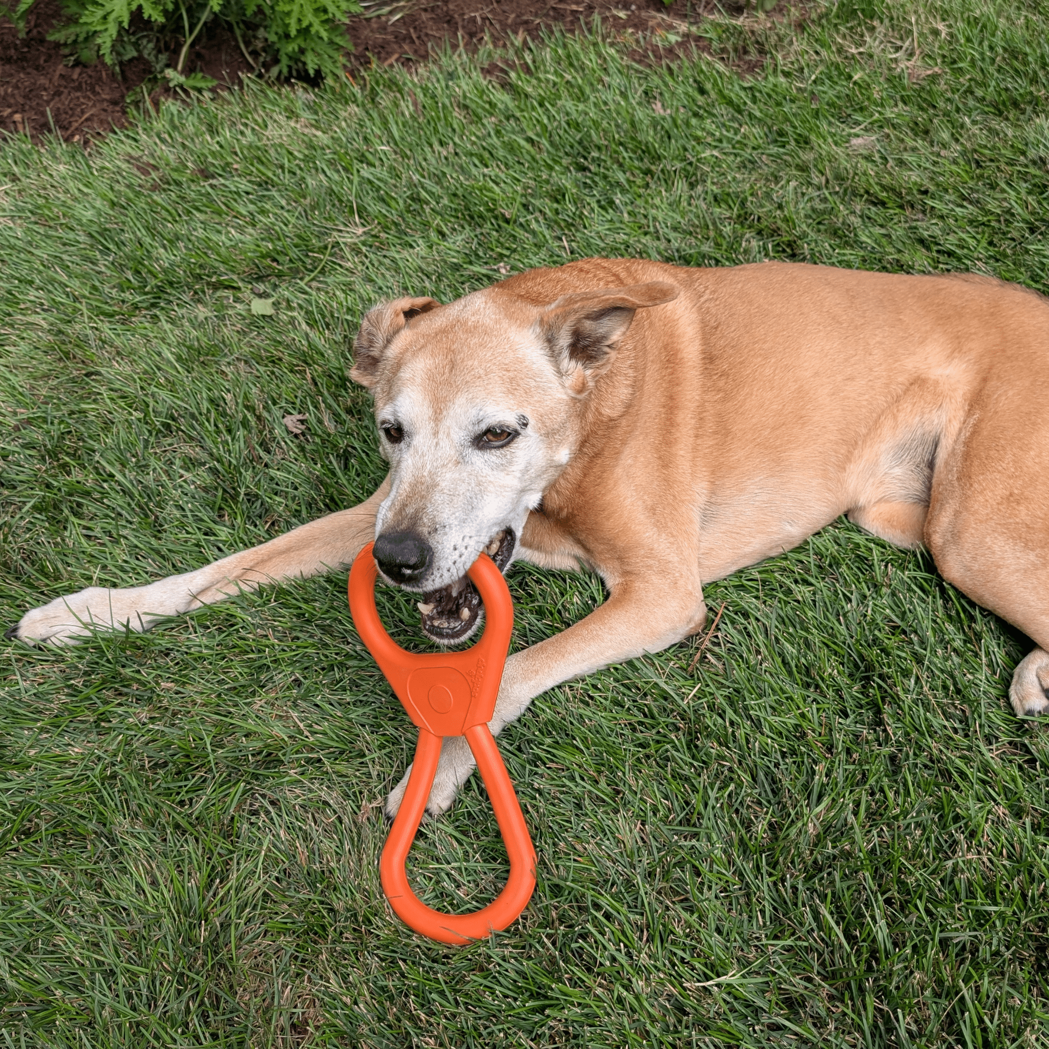 Chew Toys - Elite Pet Collective