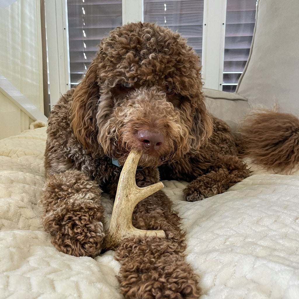 Deer Antler Dog Chews | Organic Chews for Dogs - Elite Pet Collective