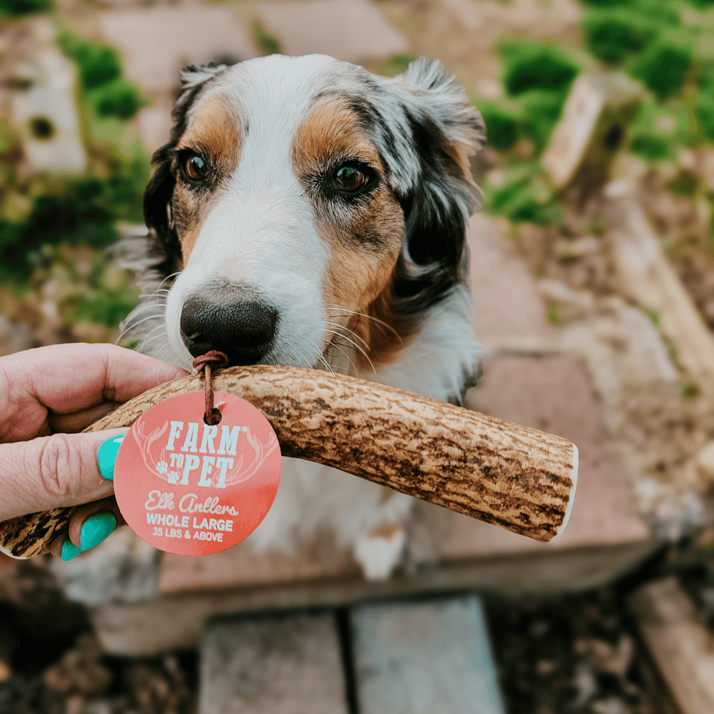 Elk Antler Dog Chews | All-Natural Whole and Split Elk Antler Chews for Dogs - Elite Pet Collective