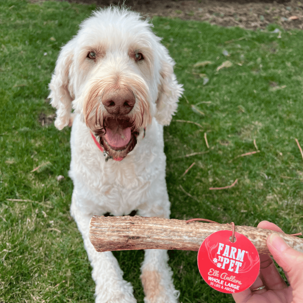 Elk Antler Dog Chews | All-Natural Whole and Split Elk Antler Chews for Dogs - Elite Pet Collective