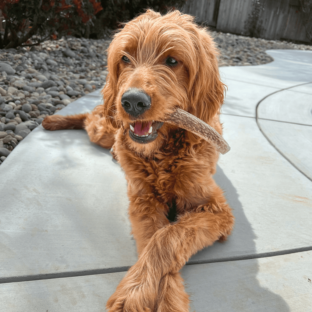 Elk Antler Dog Chews | All-Natural Whole and Split Elk Antler Chews for Dogs - Elite Pet Collective