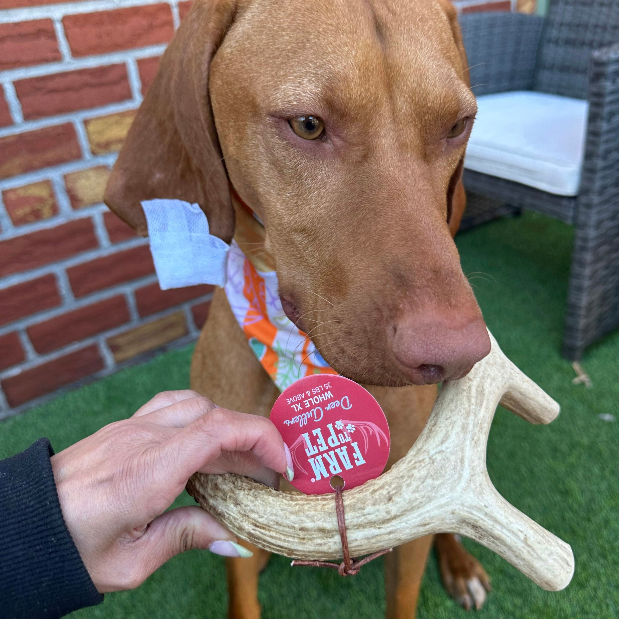 Deer Antler Dog Chews | Organic Chews for Dogs - Elite Pet Collective