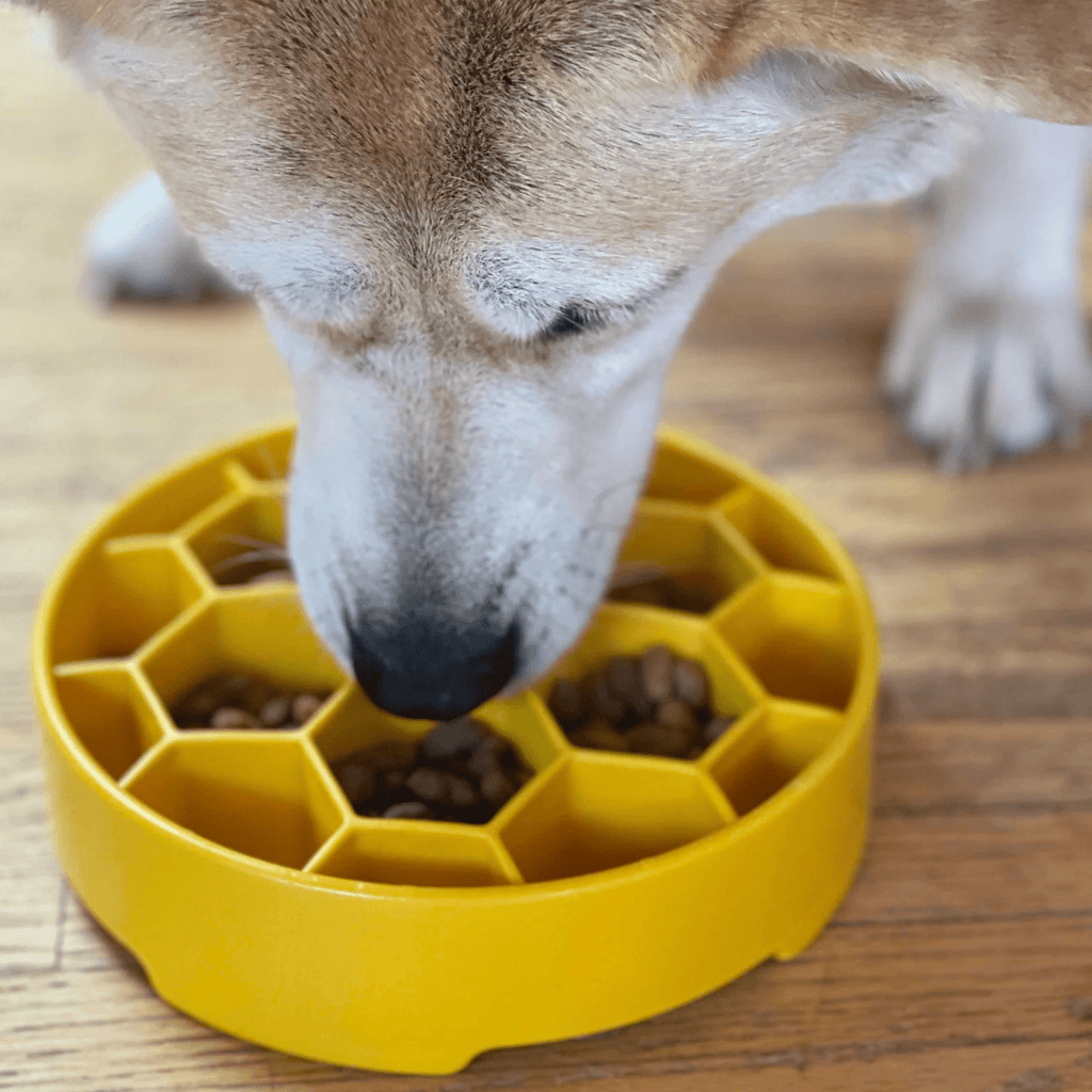 Slow Feeder Dog Bowls - Elite Pet Collective