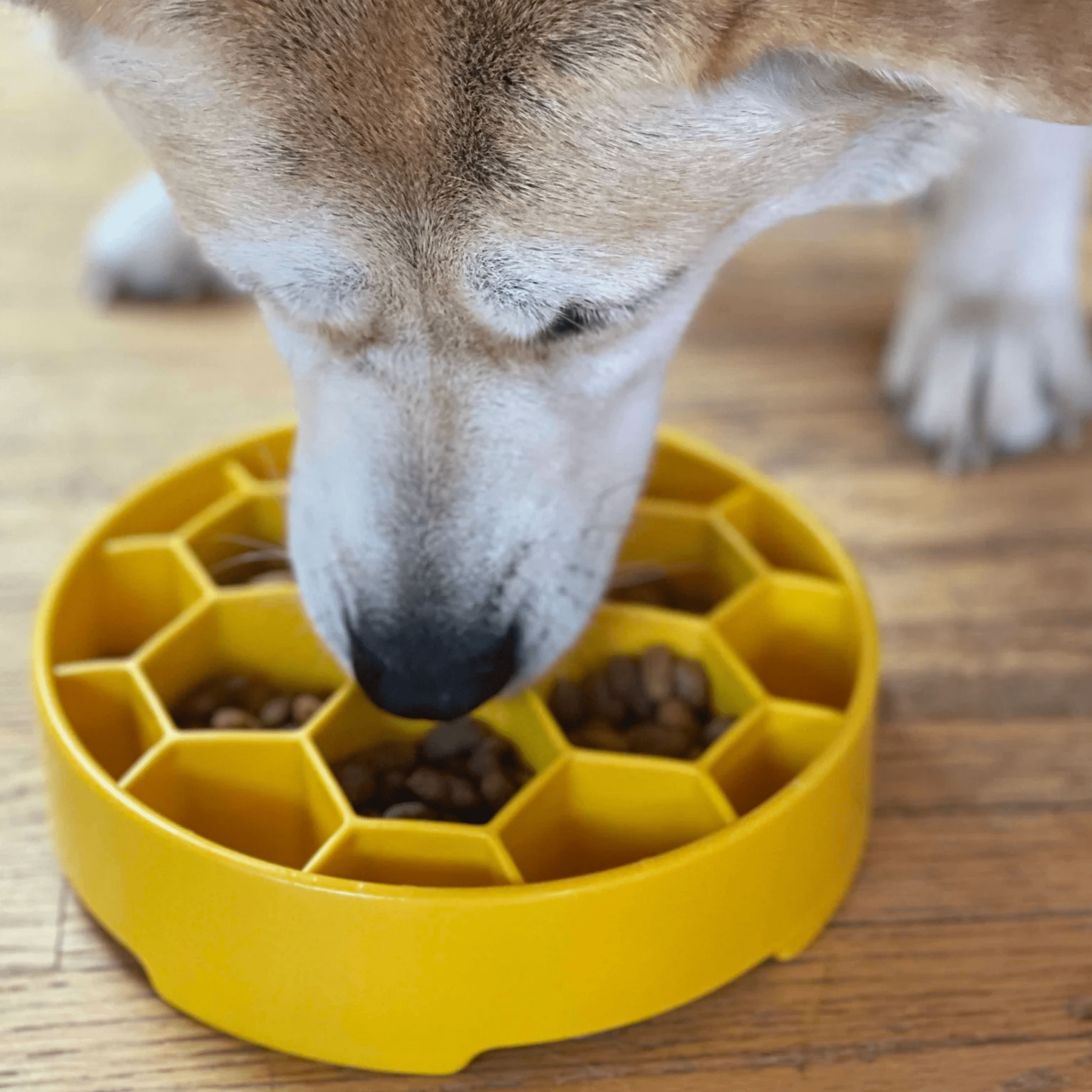 Slow Feeder Dog Bowls - Elite Pet Collective