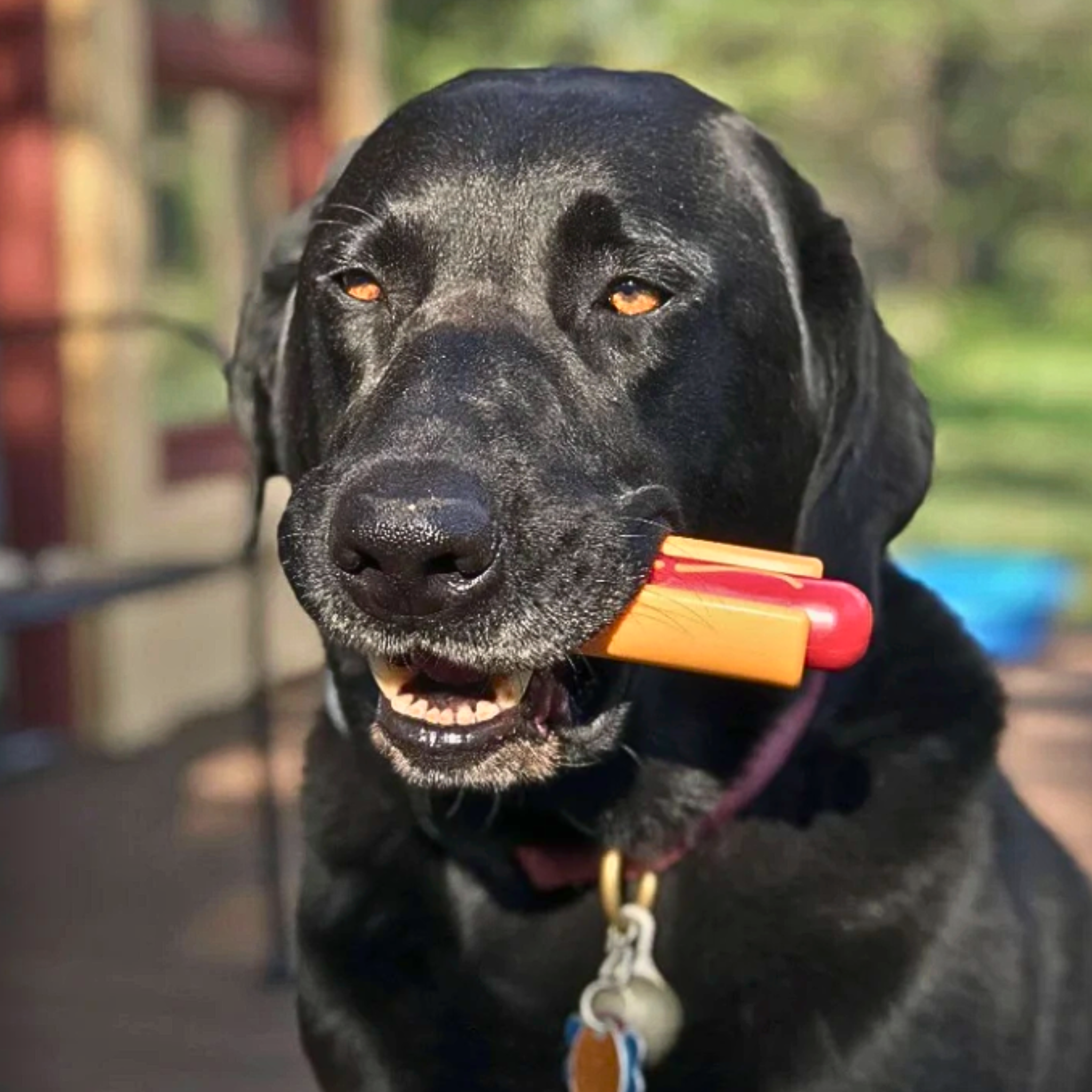 Chew Toys - Elite Pet Collective