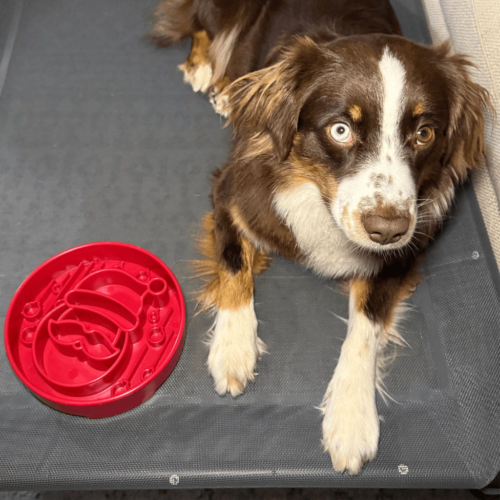 Slow Feeder Dog Bowls - Elite Pet Collective