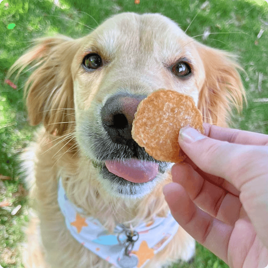 Chicken Chips for Dogs | All-Natural Single-Ingredient Dog Treats - Elite Pet Collective