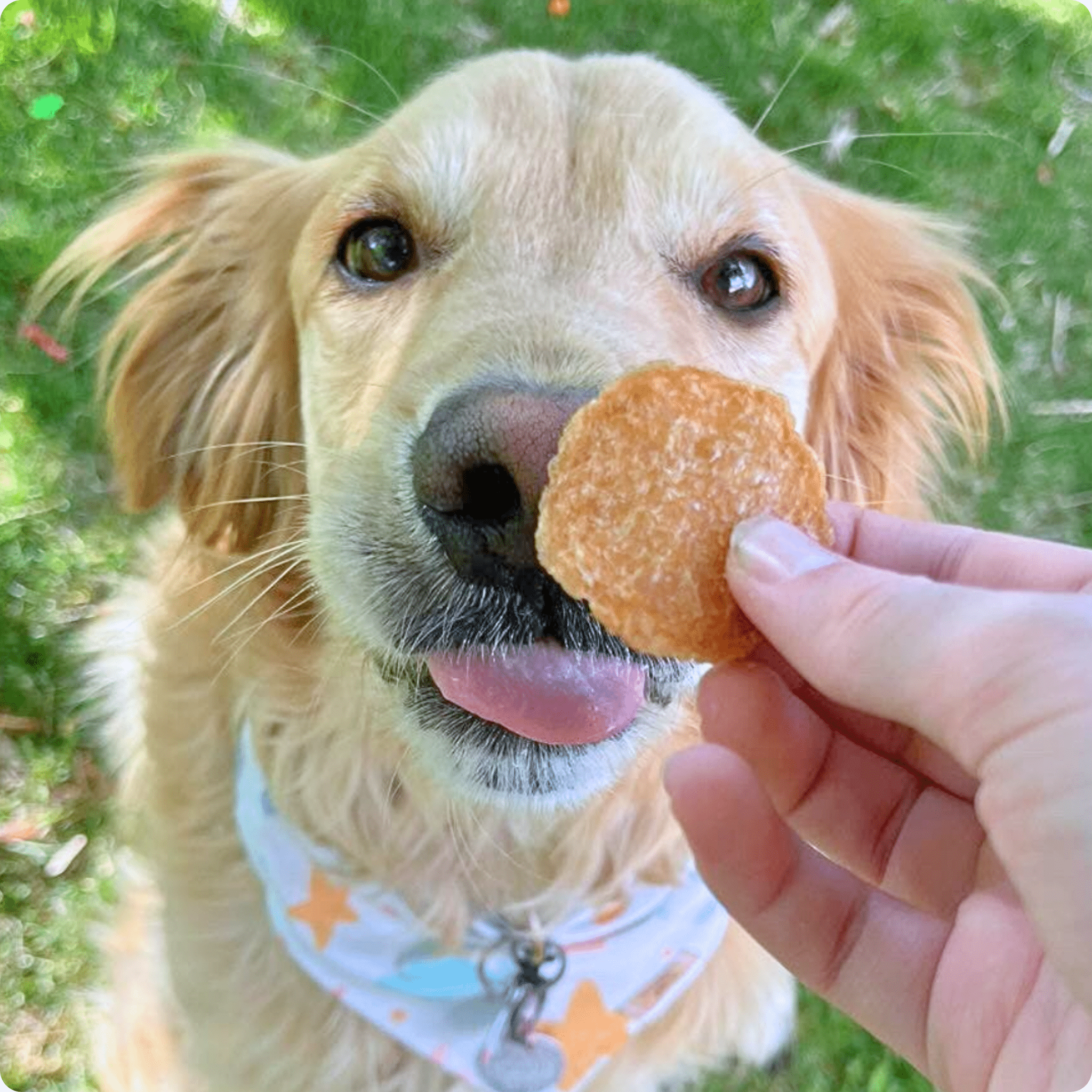 Chicken Chips for Dogs | All-Natural Single-Ingredient Dog Treats - Elite Pet Collective