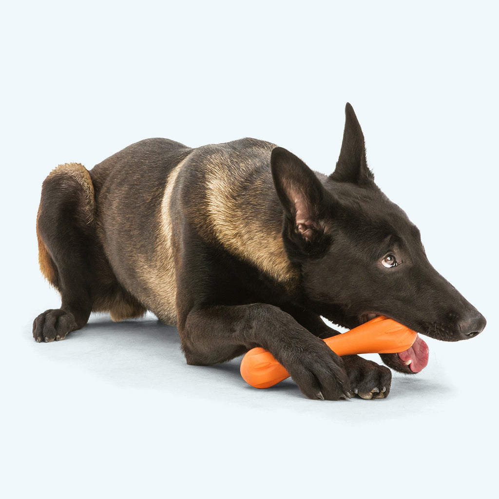 Hurley - Elite Pet Collective