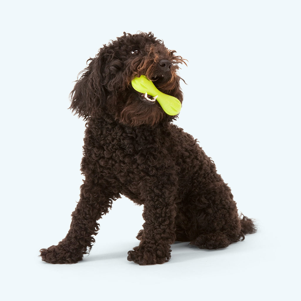Hurley - Elite Pet Collective