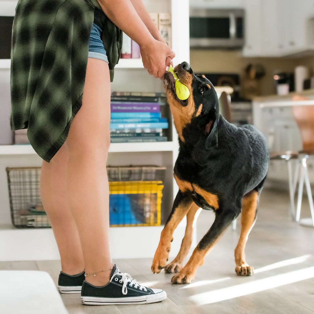 Hurley - Elite Pet Collective