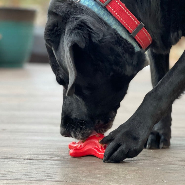 Starfish Nylon Dog Chew Toy for Aggressive Chewers | USA Made | SodaPup - Elite Pet Collective