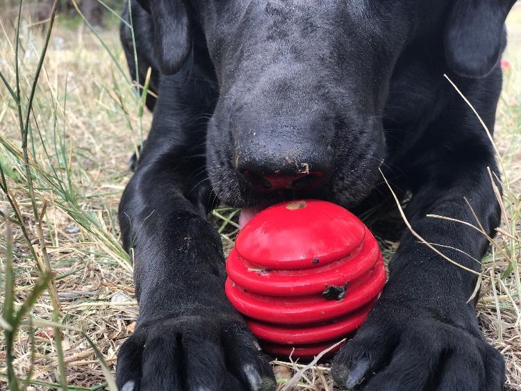 USA-K9 Stars and Stripes Rubber Dog Toy | K9 Handler Reward Toy | Red | USA Made - Elite Pet Collective