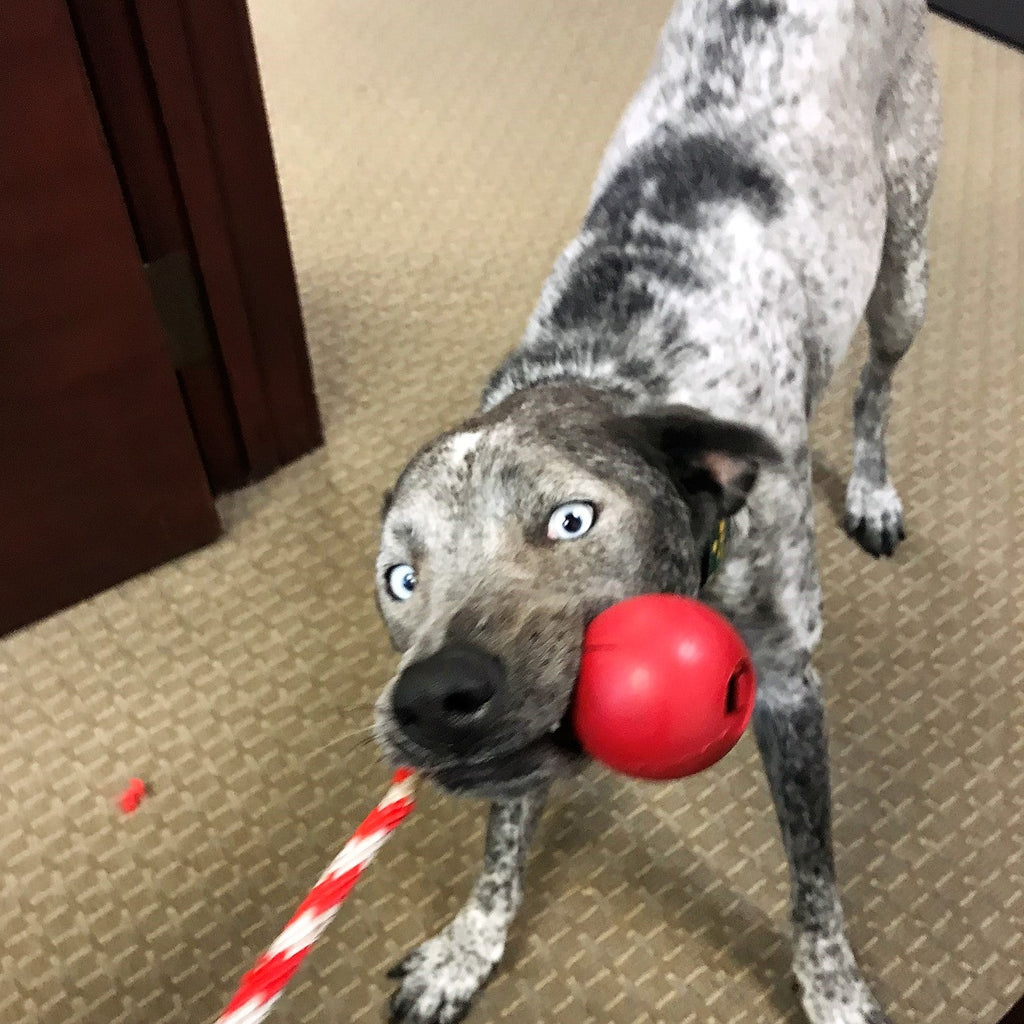 USA-K9 Cherry Bomb Rubber Dog Chew Toy | K9 Handler Reward Toy | USA Made - Elite Pet Collective