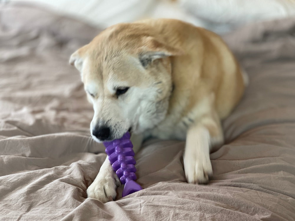 Fish Bone Nylon Dog Toy for Aggressive Chewers | USA Made | SodaPup - Elite Pet Collective