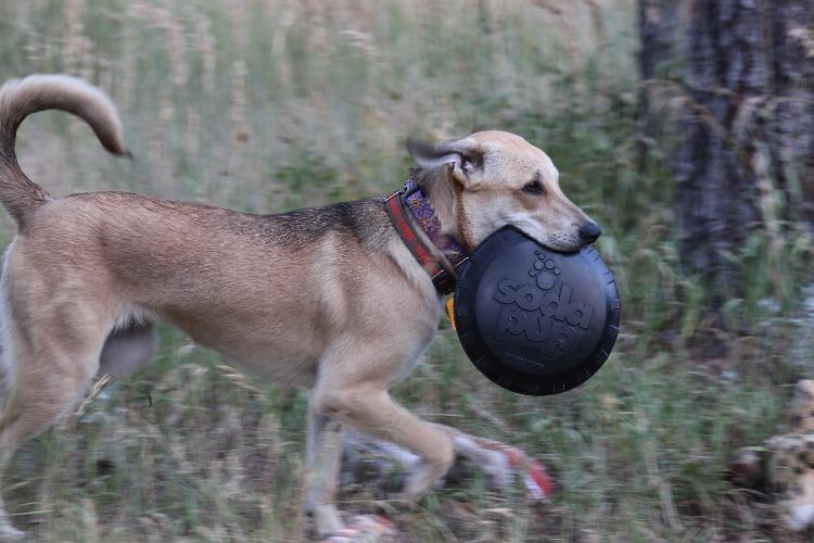 Magnum Bottle Top Flyer Rubber Frisbee for Heavy Chewers | Large | USA Made - Elite Pet Collective