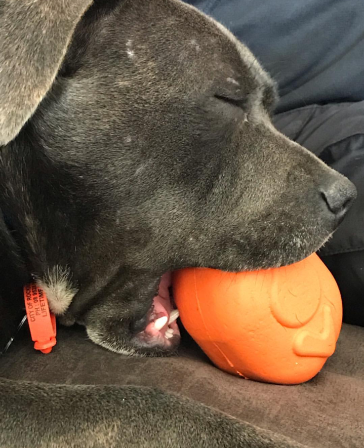 Roasted Turkey Dog Chew Toy & Treat Dispenser - USA Made | SodaPup - Elite Pet Collective