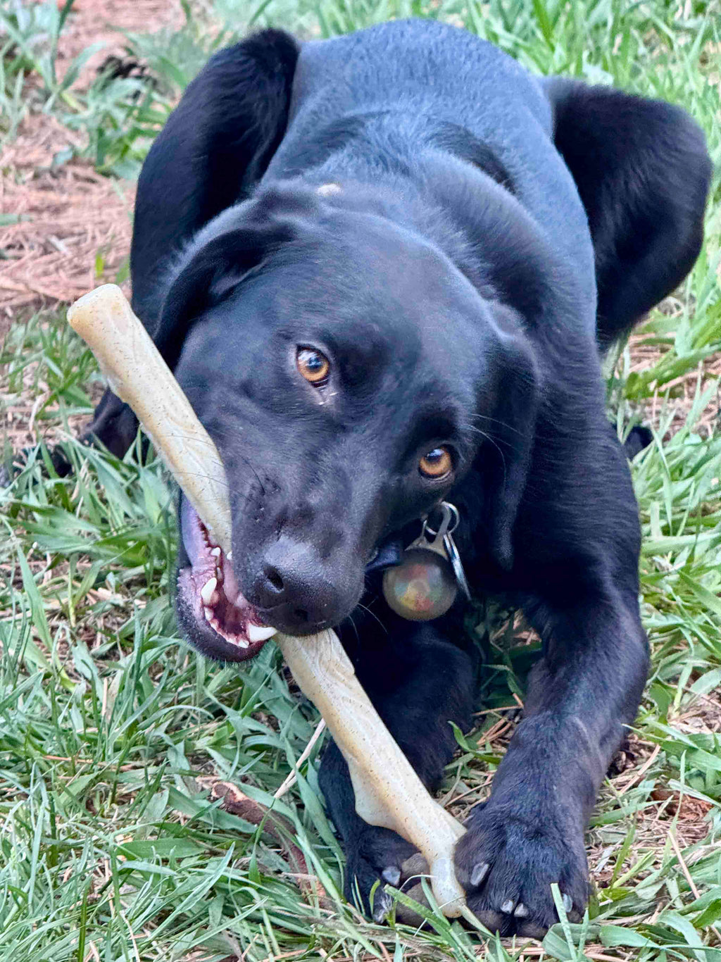 Durable Nylon Chew Stick for Power Chewers | Indestructible Dog Toy USA - Elite Pet Collective