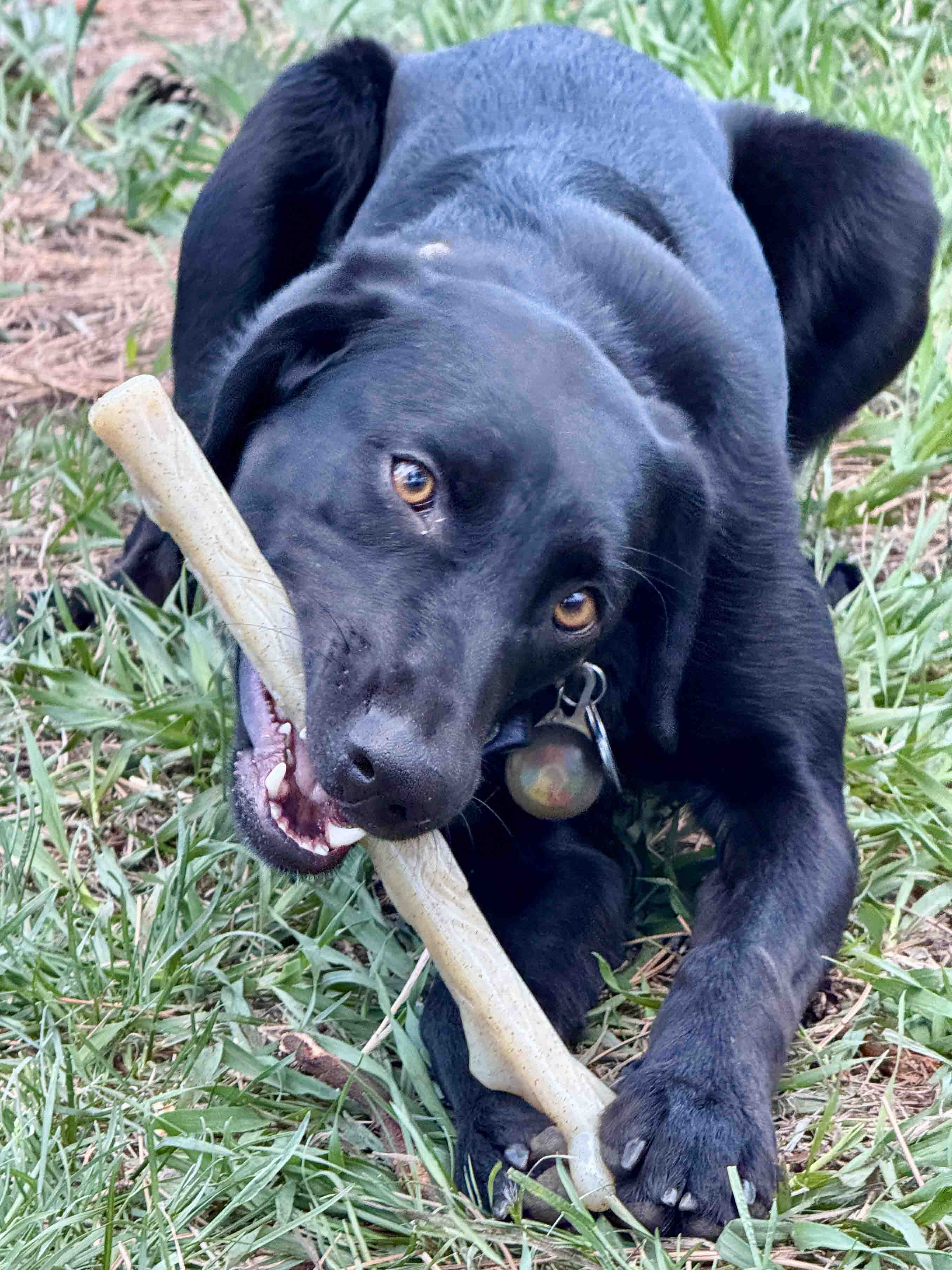 Durable Nylon Chew Stick for Power Chewers | Indestructible Dog Toy USA - Elite Pet Collective