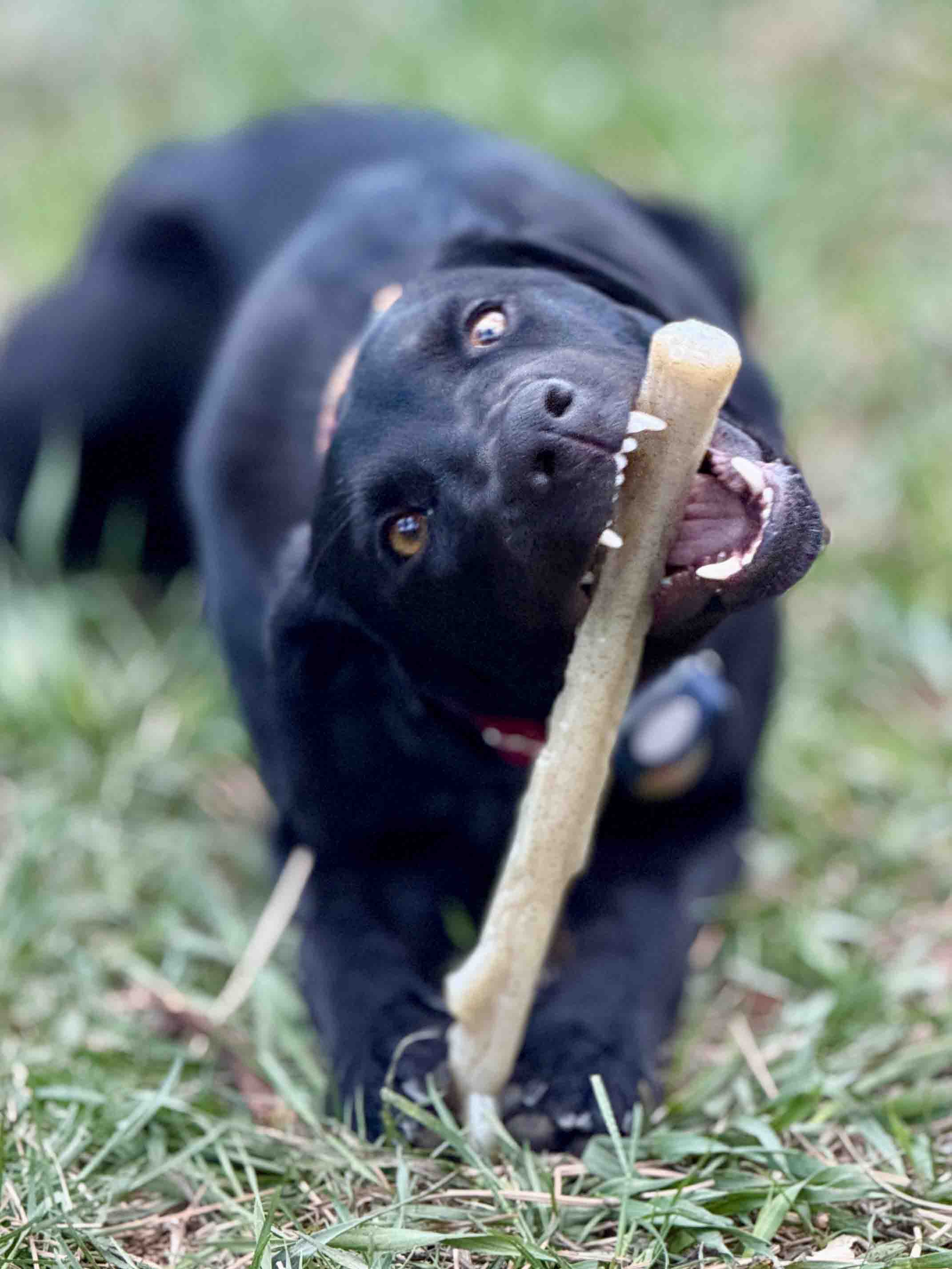 Durable Nylon Chew Stick for Power Chewers | Indestructible Dog Toy USA - Elite Pet Collective