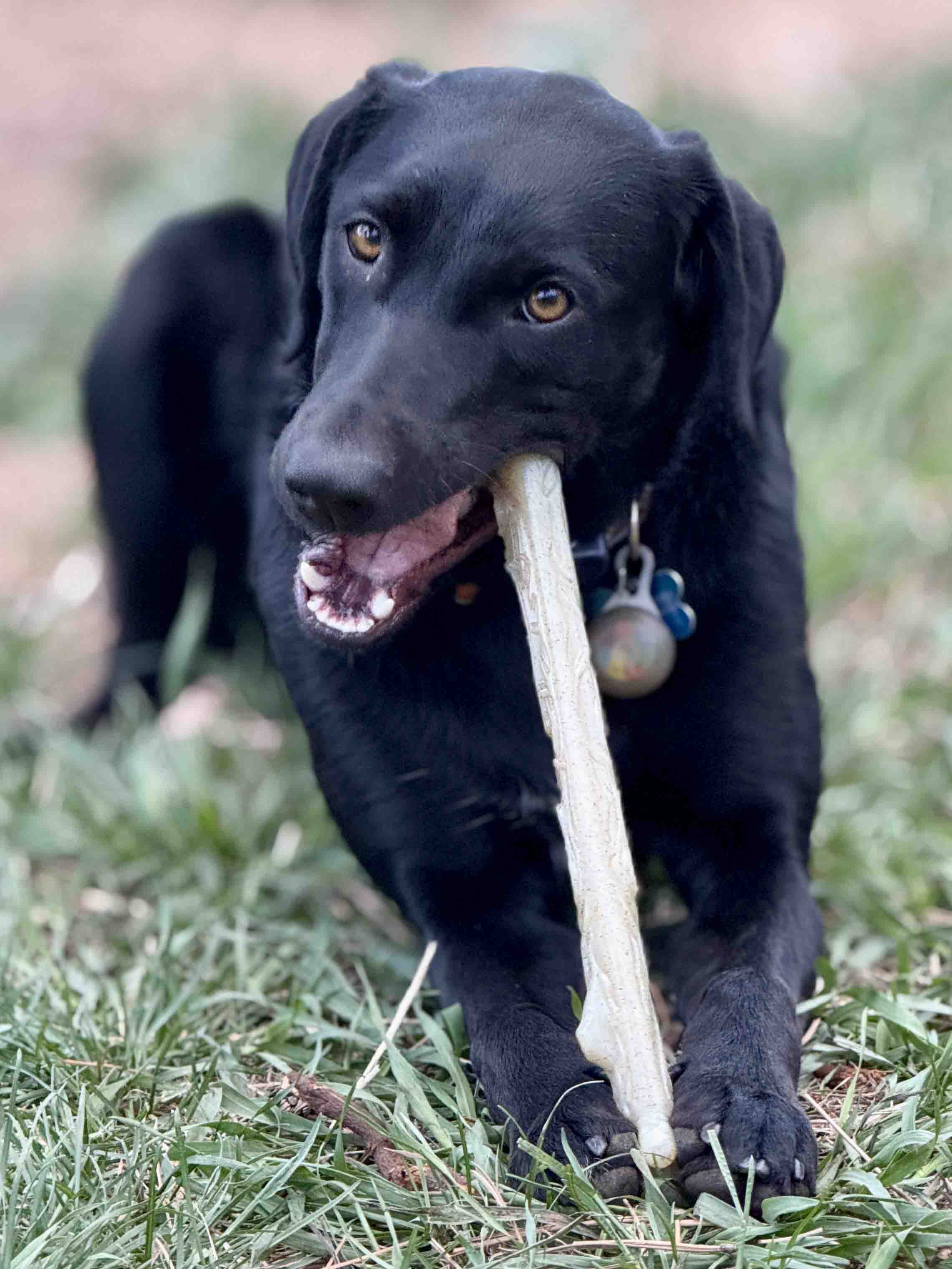 Durable Nylon Chew Stick for Power Chewers | Indestructible Dog Toy USA - Elite Pet Collective