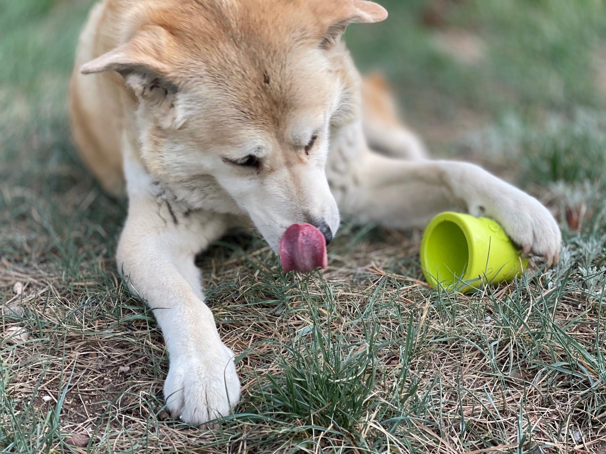 Large Flower Pot eCup Dog Treat Dispenser | Durable USA-Made Enrichment Toy | SodaPup - Elite Pet Collective