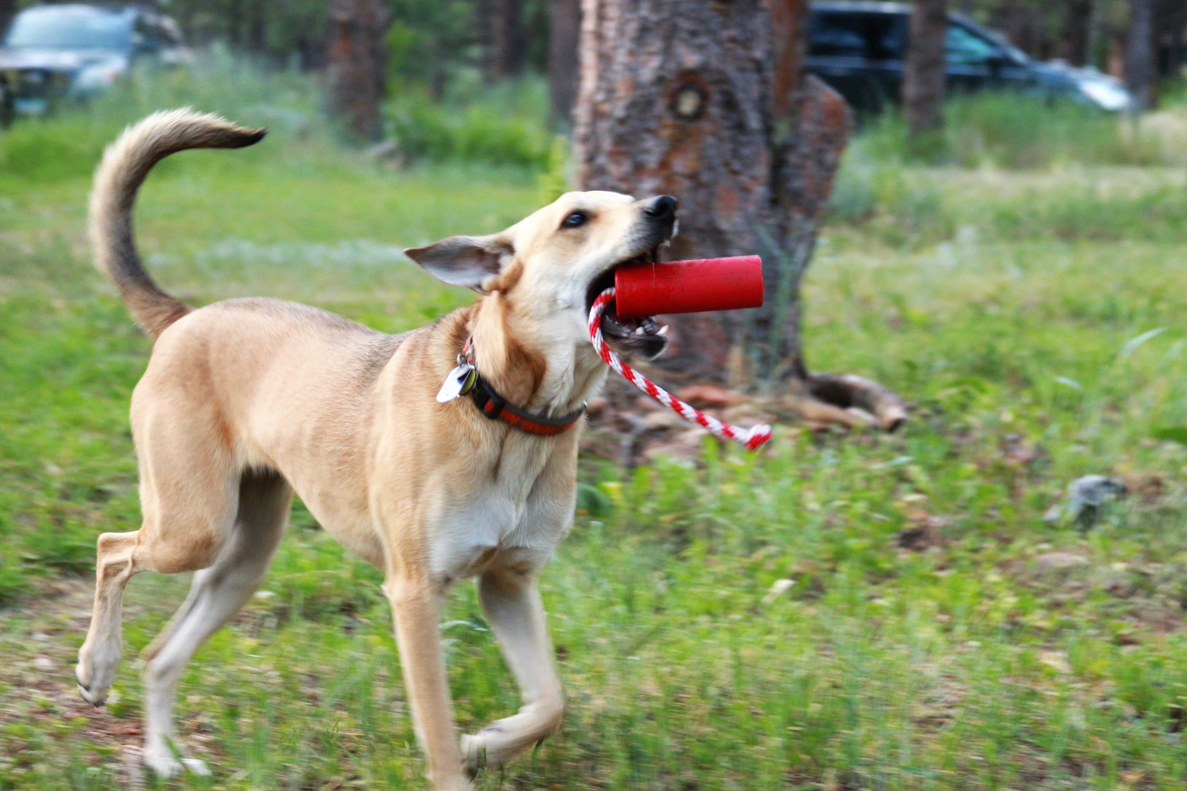 USA-K9 Firecracker Floating Training Dummy | K9 Handler Reward Toy | Red | USA Made - Elite Pet Collective