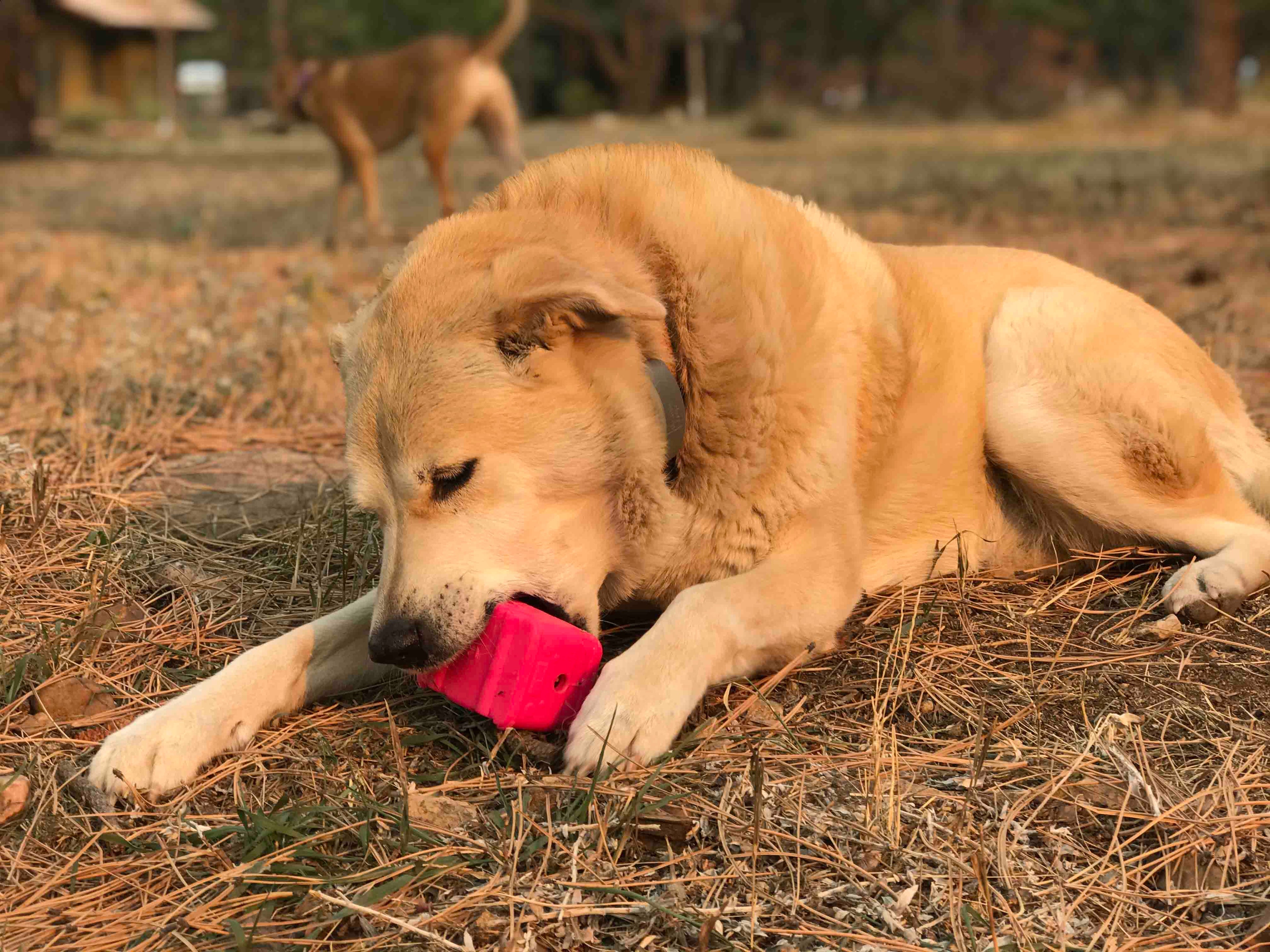 Surf's Up! Retro Van Dog Toy - Durable Chew Toy for Large Dogs | USA Made - Elite Pet Collective