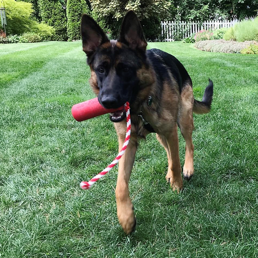 USA-K9 Firecracker Floating Training Dummy | K9 Handler Reward Toy | Red | USA Made - Elite Pet Collective
