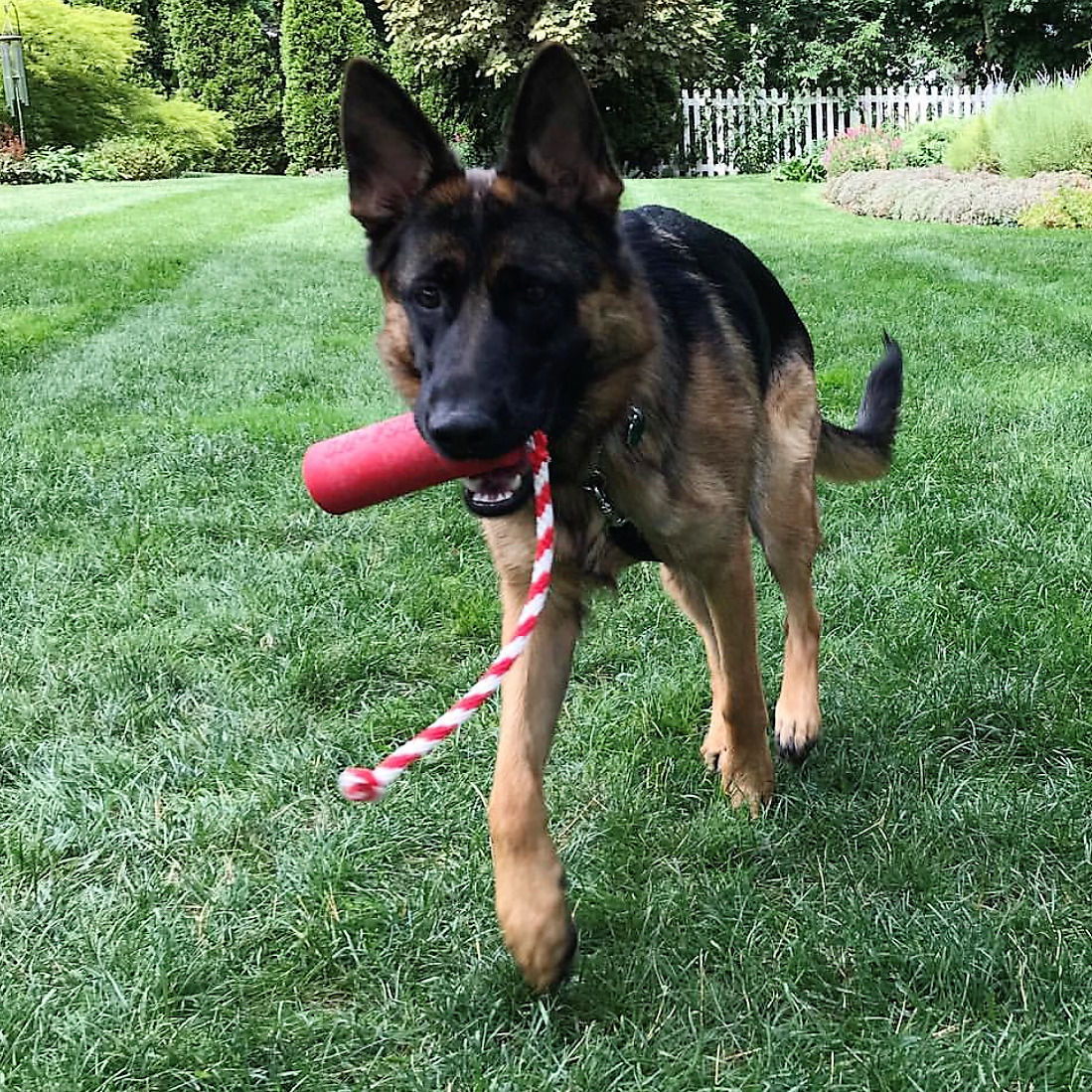 USA-K9 Firecracker Floating Training Dummy | K9 Handler Reward Toy | Red | USA Made - Elite Pet Collective