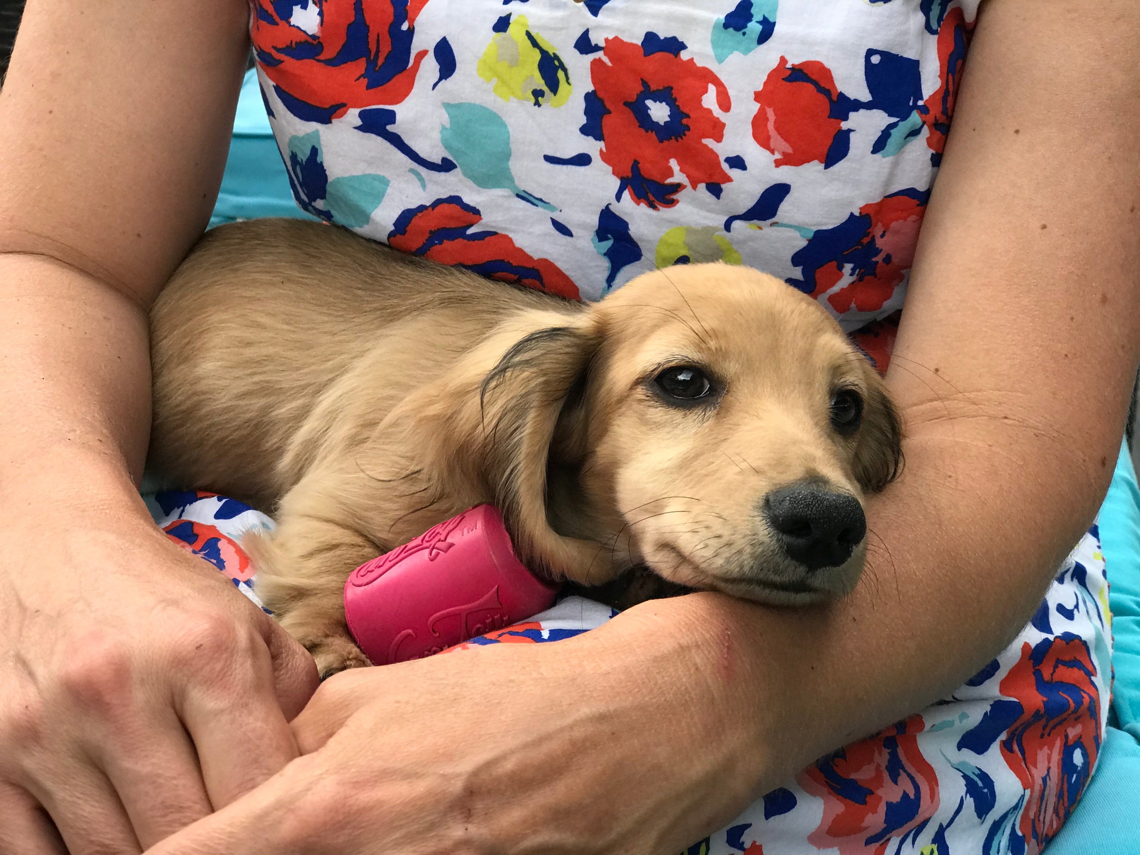 Puppy Can Toy Rubber Chew Toy for Teething Puppies | Treat Dispenser | USA Made - Elite Pet Collective