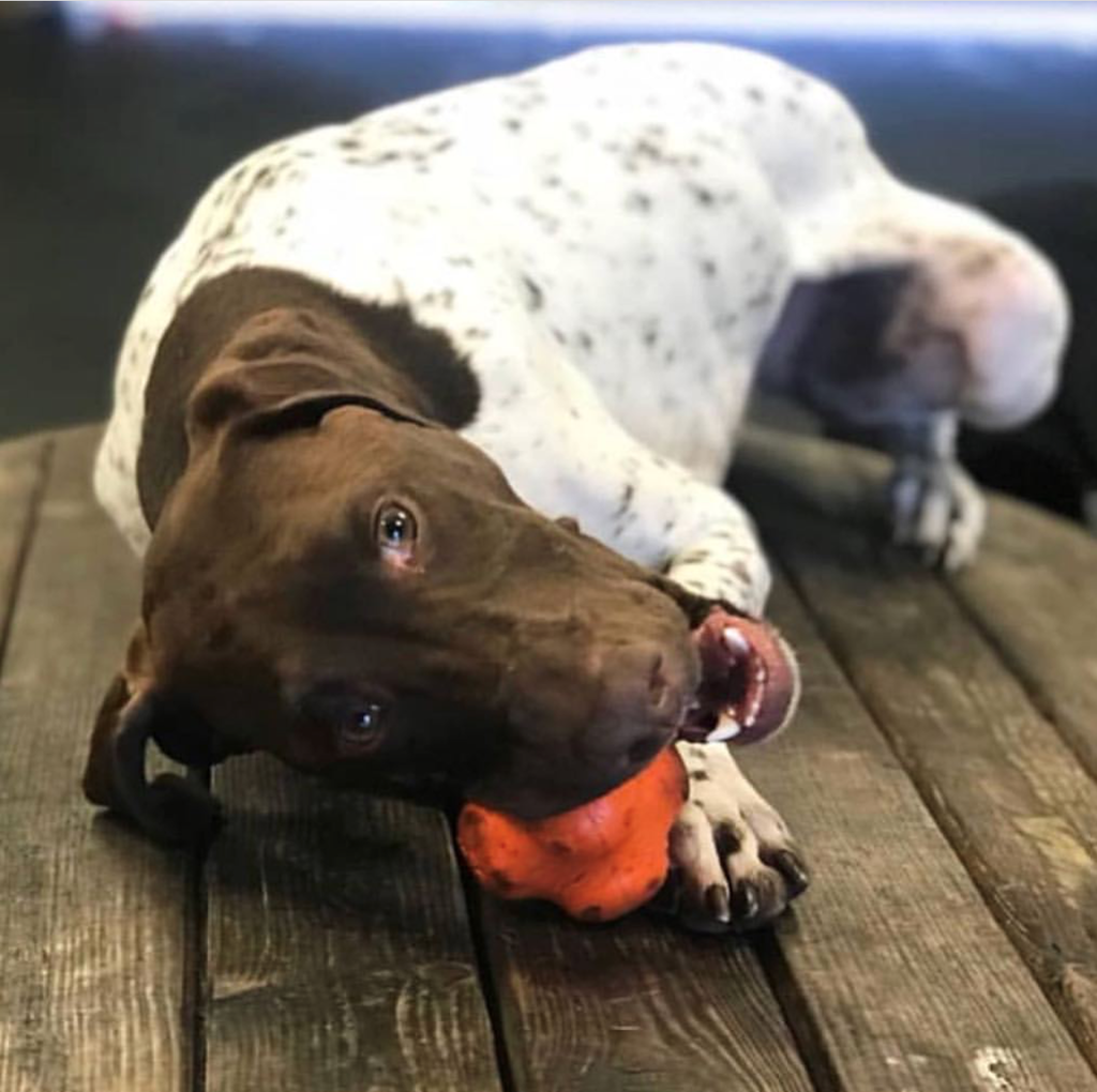 Crazy Bounce Rubber Dog Chew Toy for Power Chewers | Retrieving Ball | USA Made - Elite Pet Collective
