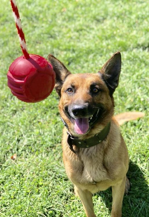 USA-K9 Stars and Stripes Rubber Dog Toy | K9 Handler Reward Toy | Red | USA Made - Elite Pet Collective