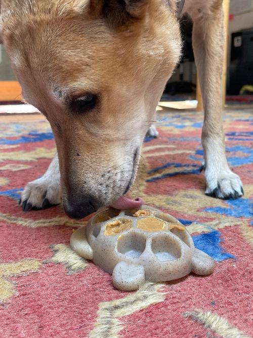 Turtle Nylon Chew Toy - Ultra-Durable Enrichment Toy for Power Chewers USA - Elite Pet Collective