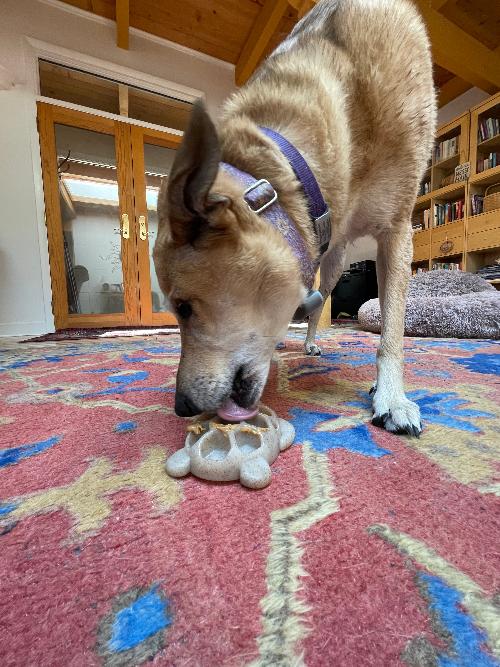 Turtle Nylon Chew Toy - Ultra-Durable Enrichment Toy for Power Chewers USA - Elite Pet Collective