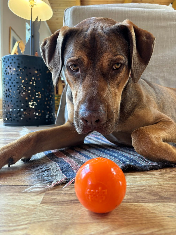 Squeak Ball - Durable Squeaky Dog Toy, Floats, Chew Toy | USA Made - Elite Pet Collective