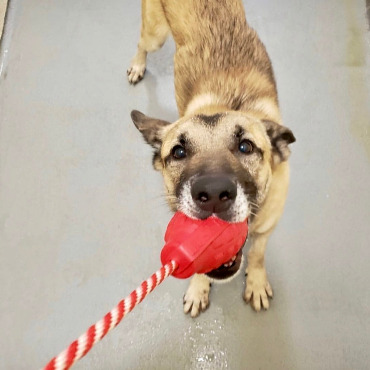 USA-K9 Grenade Rubber Dog Chew Toy | K9 Handler Reward Toy | Blue | USA Made - Elite Pet Collective