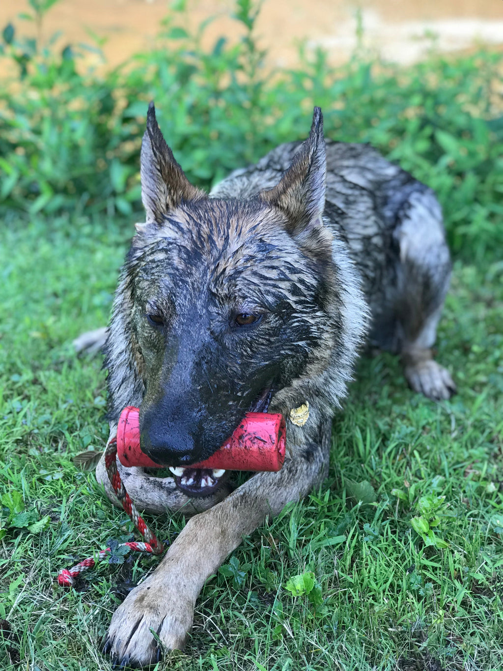 USA-K9 Firecracker Floating Training Dummy | K9 Handler Reward Toy | Red | USA Made - Elite Pet Collective
