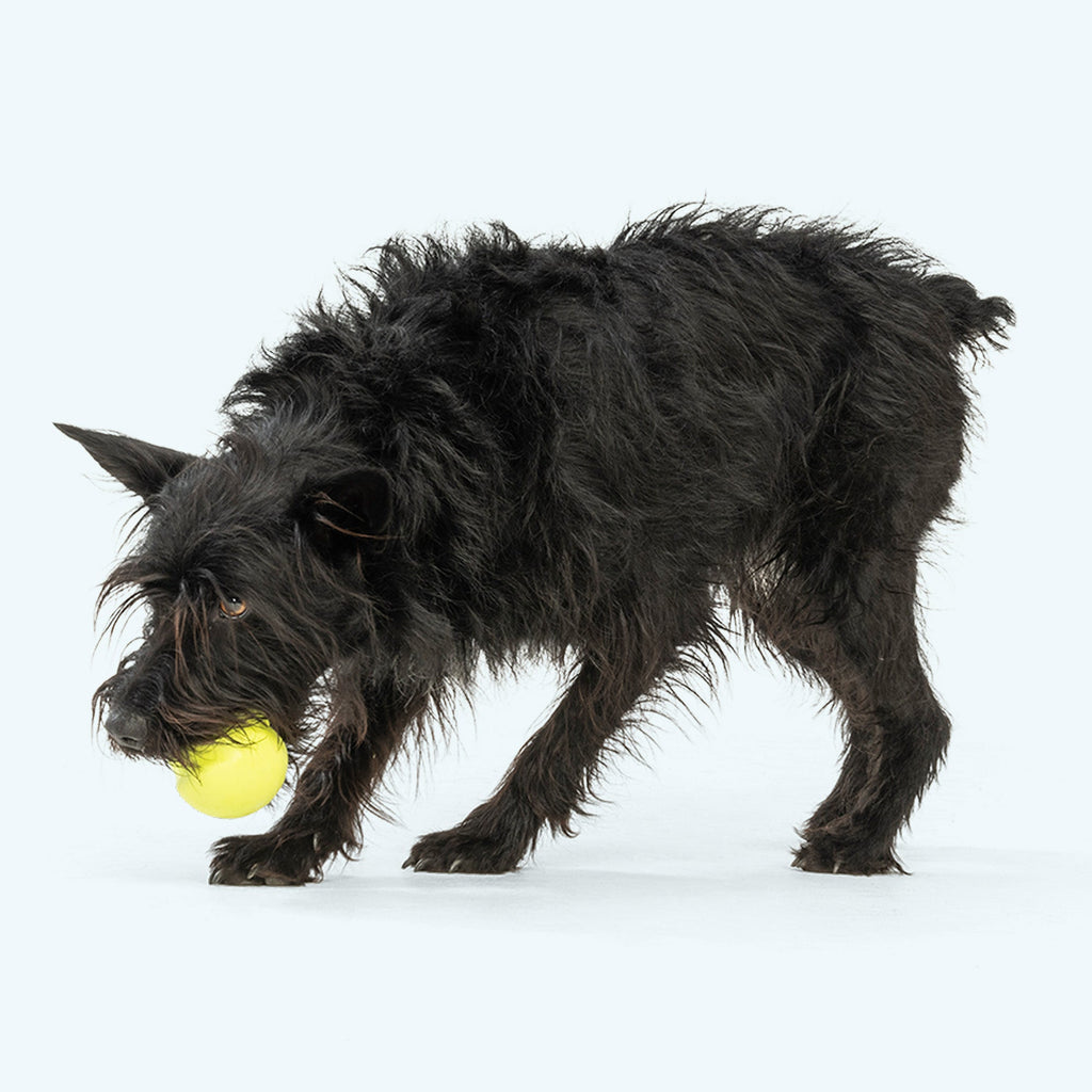 Jive - Elite Pet Collective
