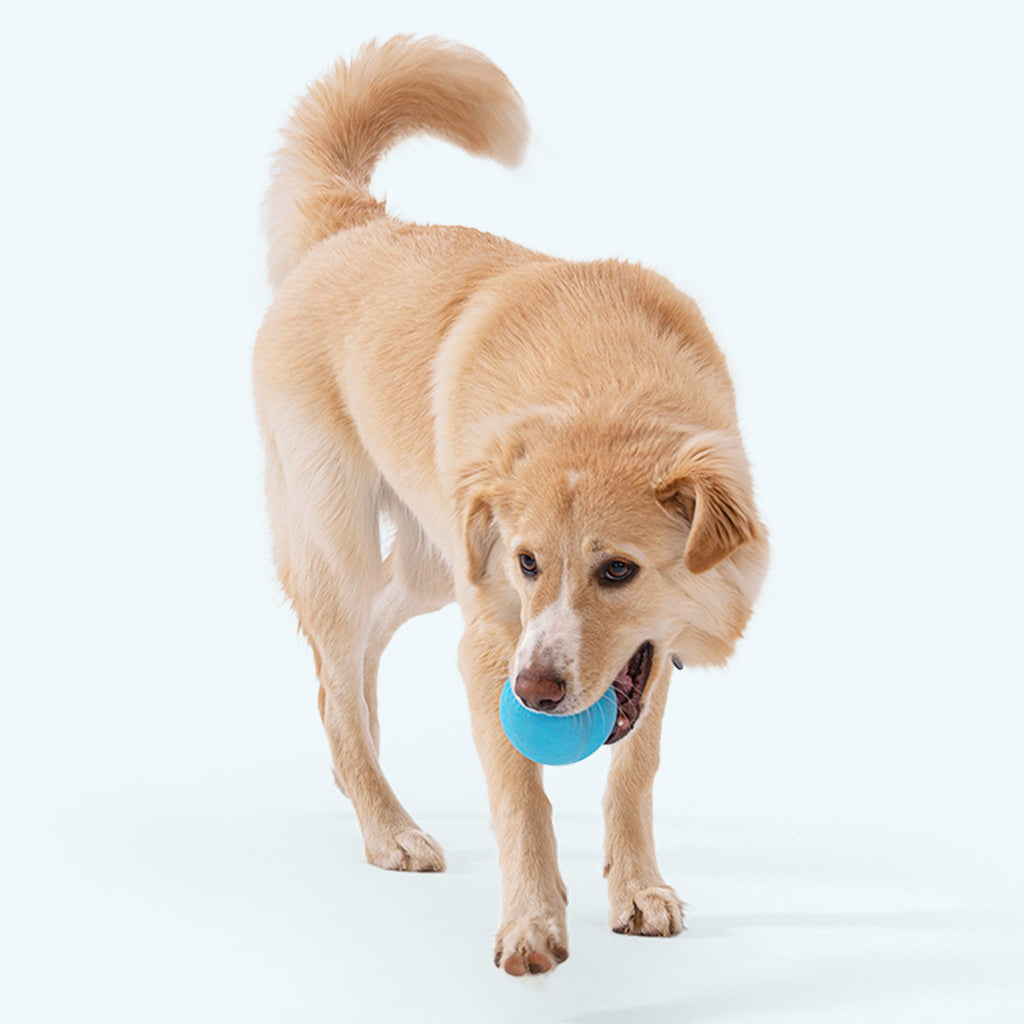 Jive - Elite Pet Collective