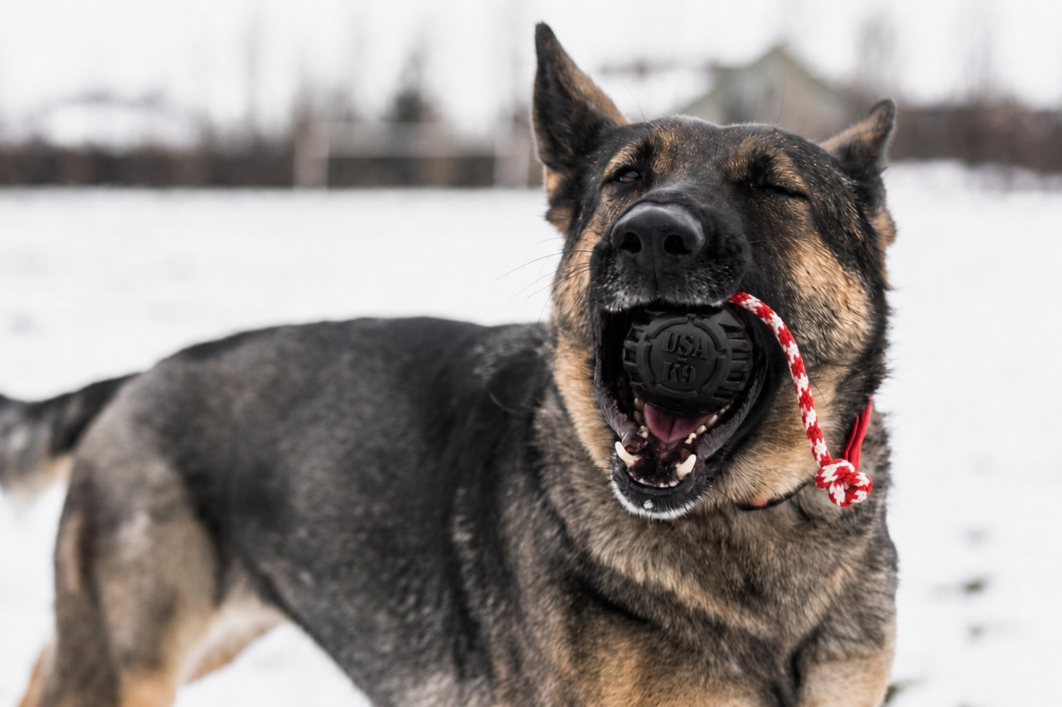 USA-K9 Magnum Stars and Stripes Rubber Dog Toy | K9 Handler Reward Toy | USA Made - Elite Pet Collective