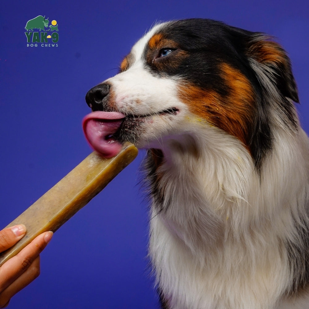 Blueberry Cheese Chews for Dogs - Elite Pet Collective